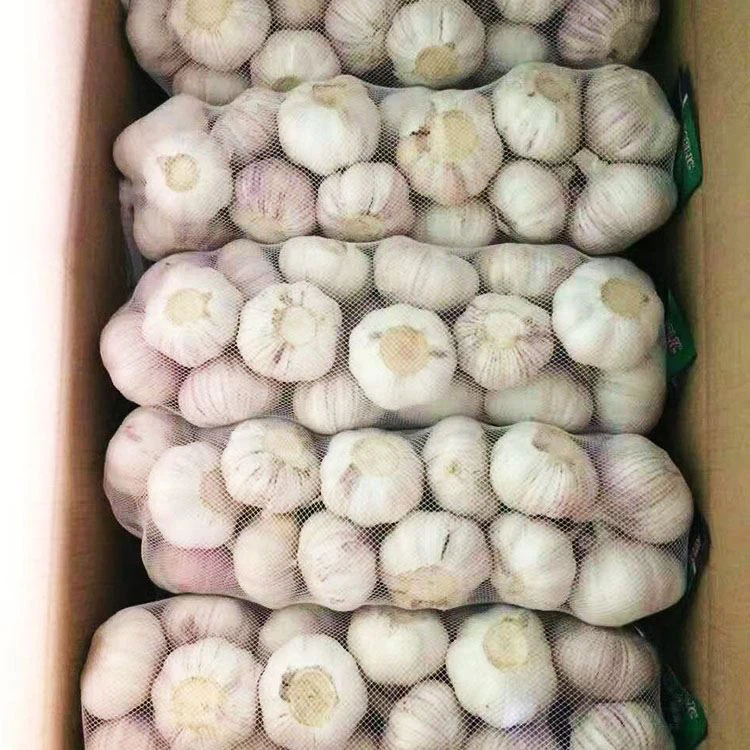 Fresh Garlic In Carton