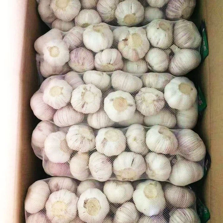 Fresh Natural Pure White Garlic