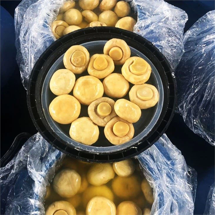 Mushroom In brine In 50kg Drum (4)