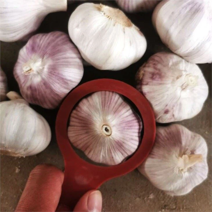 Purely White Fresh Garlic (2)