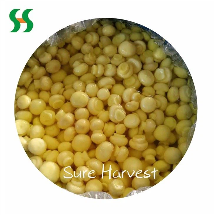 Champignon Mushroom In SO2 (3)