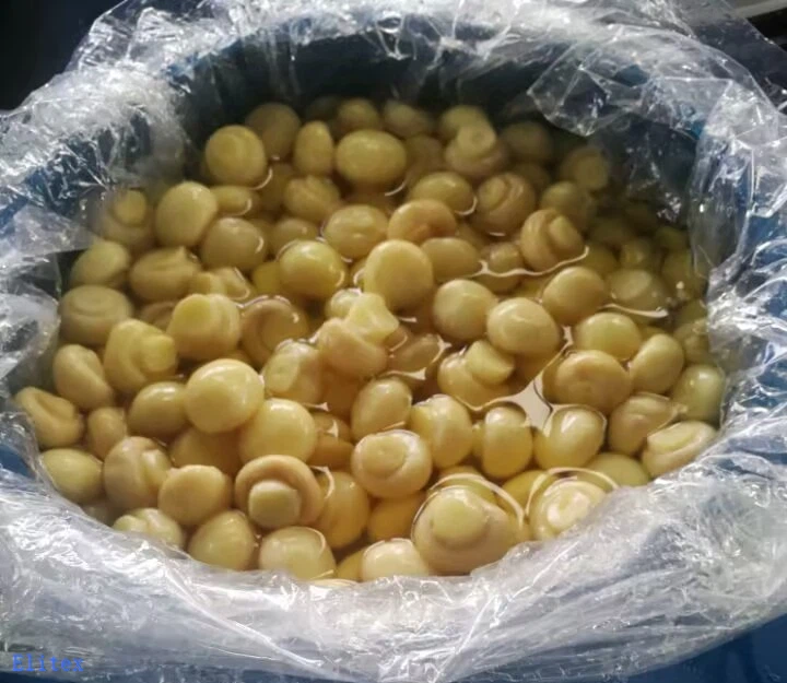 Chinese Champignon in SO2 in Barrel