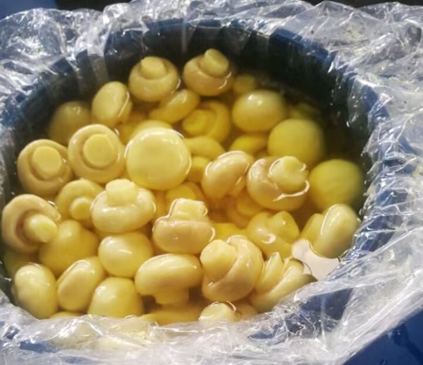 الفطر الصيني في ثاني أكسيد الكبريت في البرميل