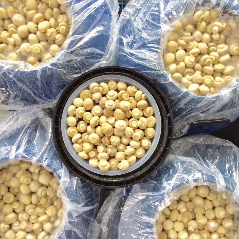 Salted Mushroom Wholesale Champignon in Brine in Drums